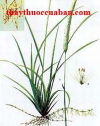 H&igrave;nh ảnh c&acirc;y cỏ tranh, c&acirc;y mao căn, cỏ tranh