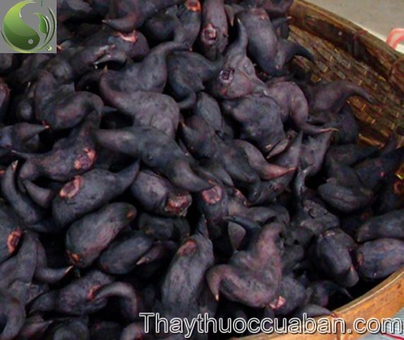 Củ ấu vị thuốc chữa bệnh