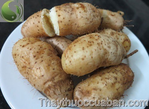 c&acirc;y củ từ, vị thuốc củ từ, khoai từ