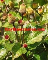 H&igrave;nh ảnh c&acirc;y c&uacute;c &aacute;o, c&uacute;c &aacute;o hoa v&agrave;ng