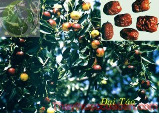 H&igrave;nh ảnh c&acirc;y đại t&aacute;o, vị thuốc đại t&aacute;o, đại t&aacute;o, t&aacute;o t&agrave;u