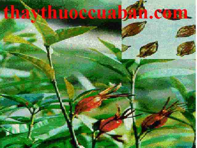 H&igrave;nh ảnh c&acirc;y d&agrave;nh d&agrave;nh, vị thuốc chi tử,