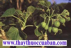 Đậu cọc r&agrave;o 