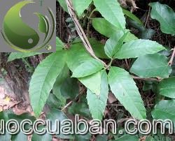D&acirc;y quai bị, D&acirc;y d&aacute;c, para - Tetrastigma strumarium Gagnep