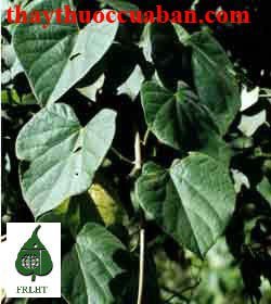 H&igrave;nh ảnh c&acirc;y d&acirc;y đau xương, d&acirc;y đau xương