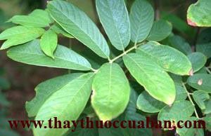 D&acirc;y thuốc c&aacute; trị giun