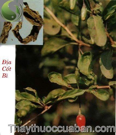 Địa cốt b&igrave;