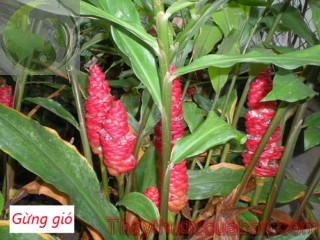 H&igrave;nh ảnh c&acirc;y gừng gi&oacute;, vị thuốc gừng gi&oacute;, gừng gi&oacute;