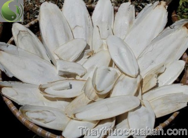 Hải phi&ecirc;u ti&ecirc;u, &ocirc; tặc cốt