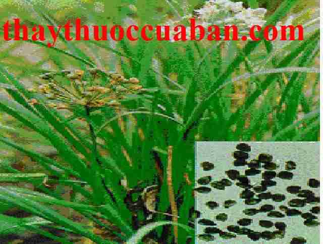 H&igrave;nh ảnh c&acirc;y hẹ, hẹ