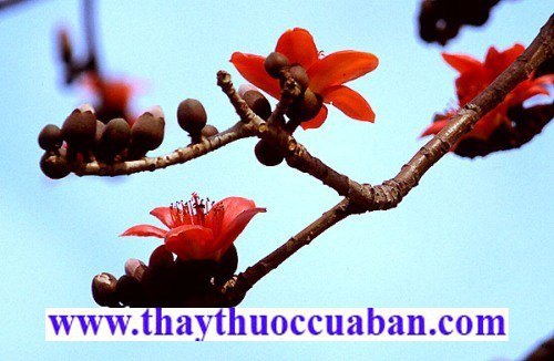 B&ocirc;ng gạo - vị thuốc chữa lậu, th&ocirc;ng tiểu