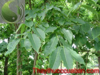 C&acirc;y ho&agrave;ng b&aacute;, vị thuốc ho&agrave;ng b&aacute;, ho&agrave;ng b&aacute;
