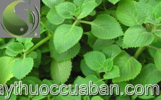 H&igrave;nh ảnh c&acirc;y h&uacute;ng chanh, h&uacute;ng chanh