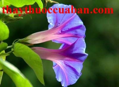 Khi&ecirc;n ngưu vị thuốc lợi tiểu