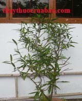 C&acirc;y kim v&agrave;ng chữa rắn độc cắn
