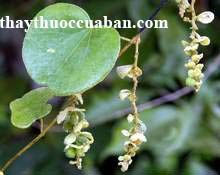 H&igrave;nh ảnh c&acirc;y tiết d&ecirc;