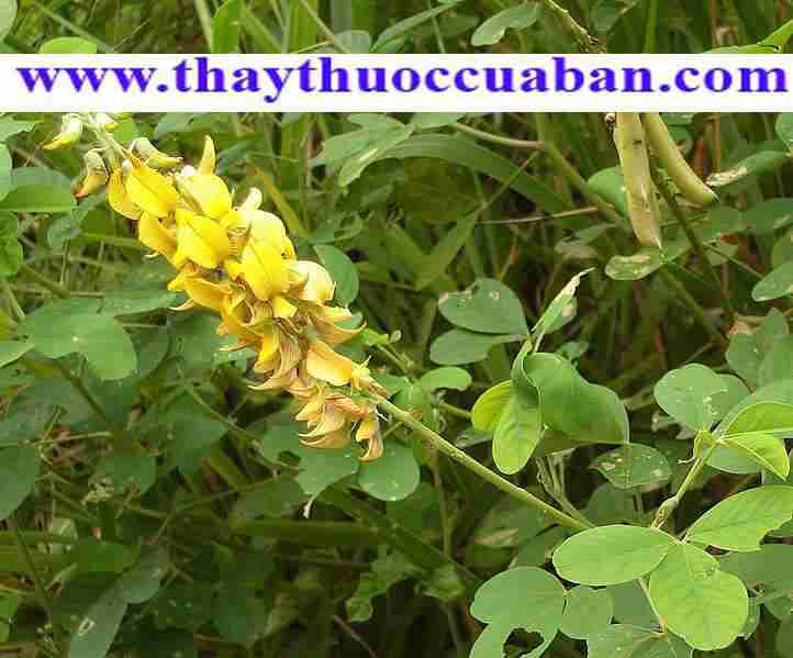 Lục lạc vị thuốc chữa tiểu tiện nhiều lần, đái són, can thận kém