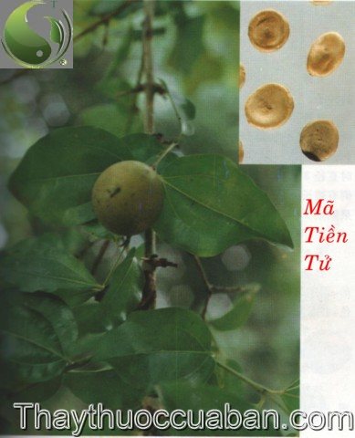 H&igrave;nh ảnh c&acirc;y m&atilde; tiền, m&atilde; tiền