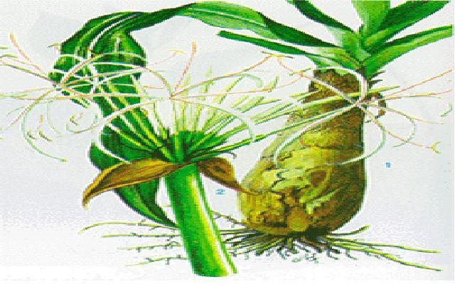 H&igrave;nh minh họa