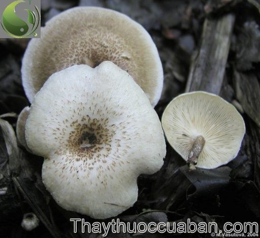 Nấm dai, Nấm dạ b&aacute;o - Lentinus tigrinus (Bull..) Fr., thuộc họ Nấm s&ograve; - Pleurotaceae. 