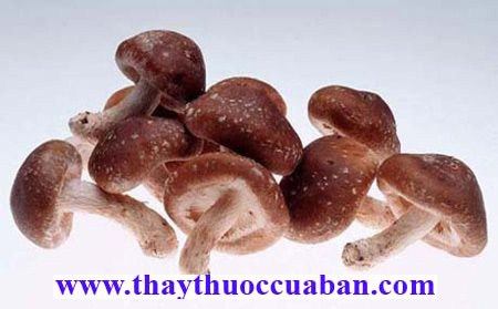Nấm hương - vị thuốc chữa lị