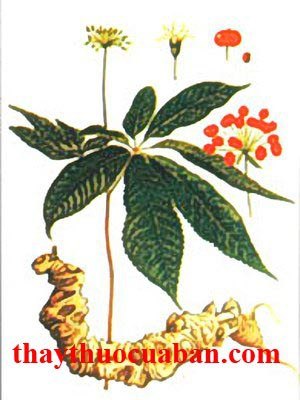 Nam s&acirc;m - vị thuốc bổ, th&ocirc;ng tiểu tiện