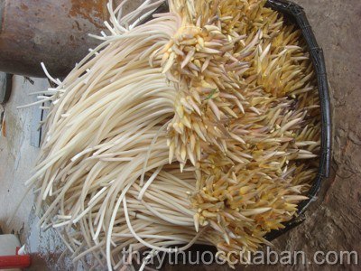 Ngó sen tốt cho bệnh giãn phế quản