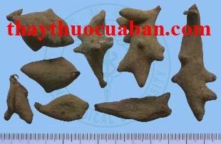 Ngũ bội tử vị thuốc chữa mụn nhọt, nhiều mồ h&ocirc;i