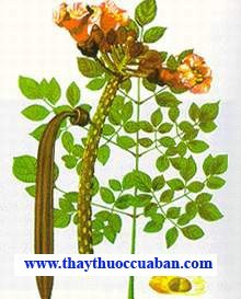 H&igrave;nh ảnh c&acirc;y n&uacute;c n&aacute;c, n&uacute;c n&aacute;c