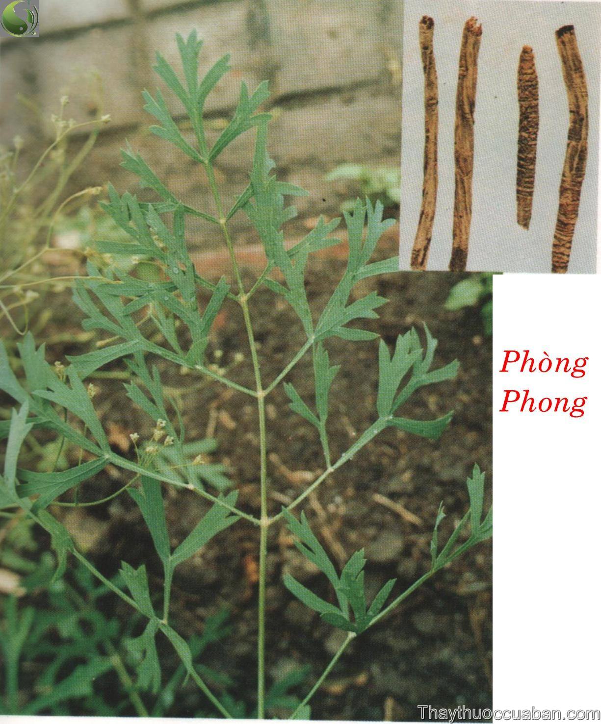 Ph&ograve;ng phong