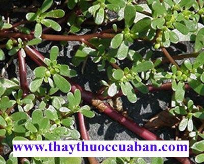 Rau sam chữa huyết lị, tiểu tiện đục trừ giun s&aacute;n