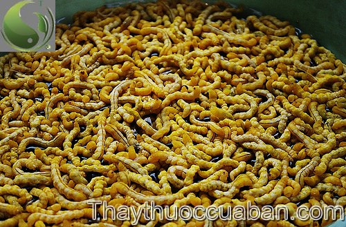 H&igrave;nh ảnh con s&acirc;u ch&iacute;t, s&acirc;u ch&iacute;t