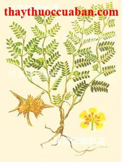 Hình ảnh cây tật lê, tật lê