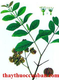 H&igrave;nh minh họa