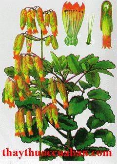 H&igrave;nh minh họa