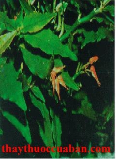 H&igrave;nh ảnh c&acirc;y thuốc dấu, hồng tước san h&ocirc;