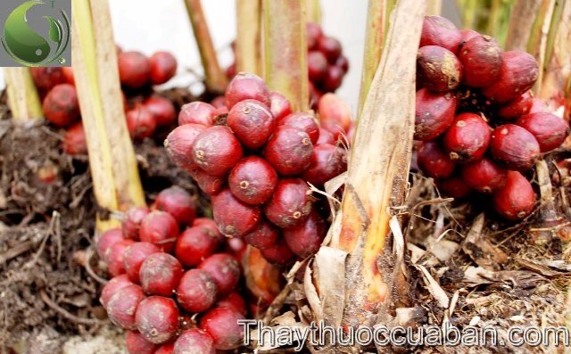 H&igrave;nh ảnh c&acirc;y thảo quả, thảo quả