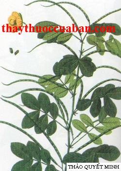 C&acirc;y Thảo quyết minh