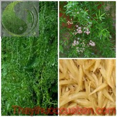 H&igrave;nh ảnh c&acirc;y thi&ecirc;n m&ocirc;n, thi&ecirc;n m&ocirc;n, vị thuốc thi&ecirc;n m&ocirc;n
