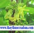 Hoa thi&ecirc;n l&yacute; - vị thuốc chữa sa dạ con, l&ograve;i dom