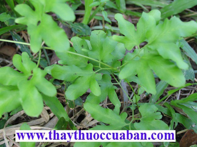 H&igrave;nh ảnh c&acirc;y th&ograve;ng bong, th&ograve;ng bong, hải kim sa