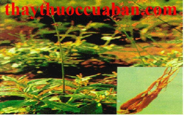 H&igrave;nh minh họa