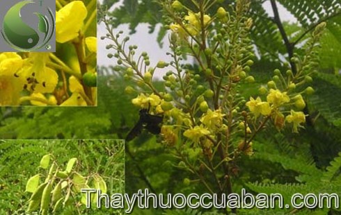T&ocirc; mộc