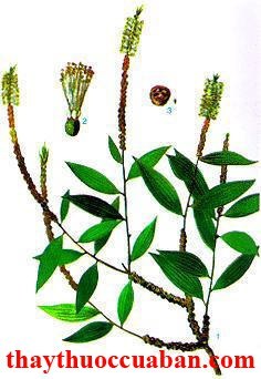 H&igrave;nh ảnh c&acirc;y tr&agrave;m, vị thuốc tr&agrave;m, tinh dầu tr&agrave;m