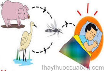 Đường lây nhiễm viêm não Nhật Bản