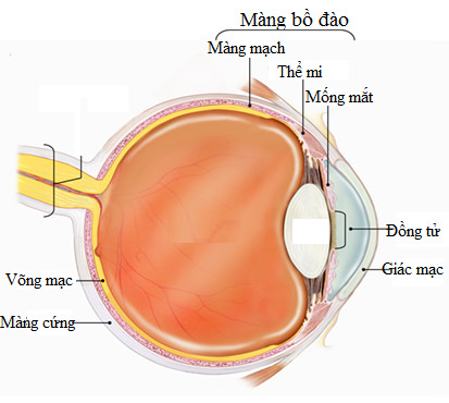 M&agrave;ng bồ đ&agrave;o l&agrave; g&igrave;- cấu tạo mắt