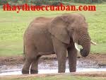 Da voi chữa mụn nhọt l&acirc;u liền miệng
