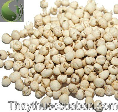 Xuy&ecirc;n bối mẫu