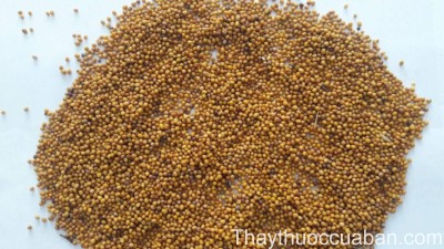 Cây rau cải