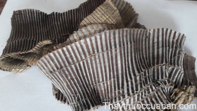 H&igrave;nh ảnh vị thuốc đỗ trọng